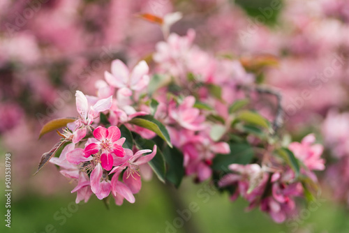 Closeup of a fruit tree pink blossom in spring. Beautiful nature background with copy space. Freshness, art, inspiration, beauty concept.