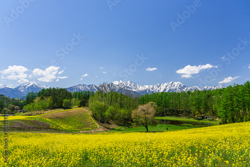 春の葉の花が咲く中山高原