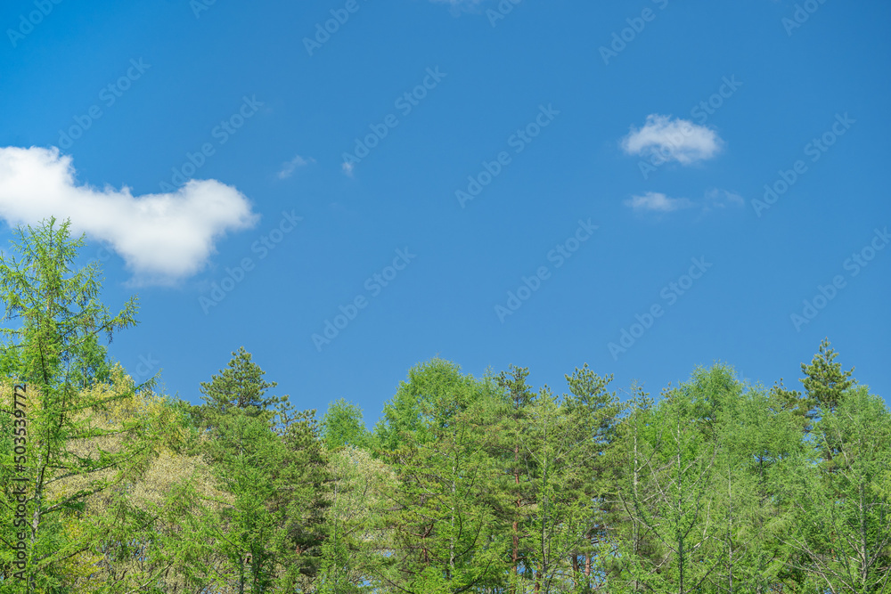 新緑と空　カラマツ林