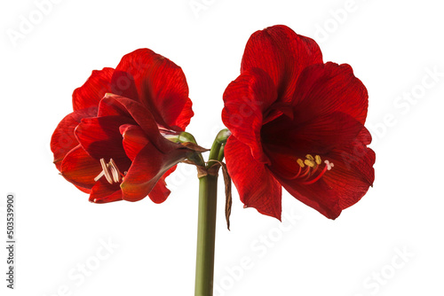 Dark red  hippeastrum  amaryllis   Royal Red  on a white background isolated.