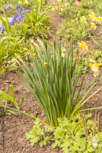 Blooming  Narcissus small-crowned on bed