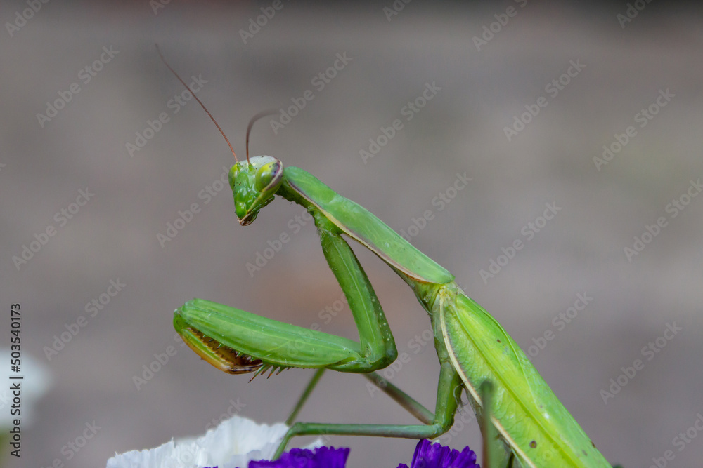 Macro of Female European Mantis or Praying Mantis, Mantis Religiosa. Green praying mantis. It sits on colored wild flowers Macro of Female European Mantis or Praying Mantis, Mantis Religiosa. Green praying mantis. It sits on colored wild flowers
