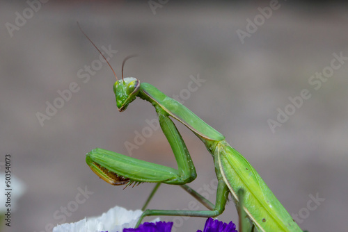 Macro of Female European Mantis or Praying Mantis, Mantis Religiosa. Green praying mantis. It sits on colored wild flowers