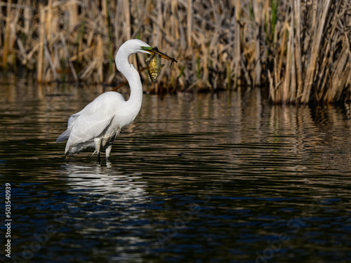 Great Egret Standing against Reeds on Pond and Holding a Fish 