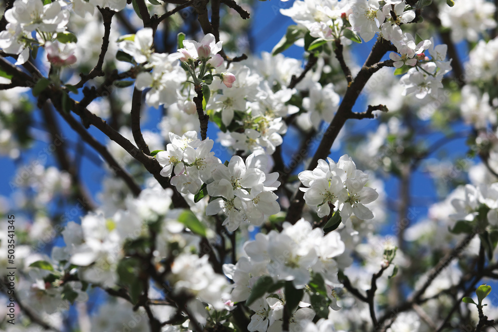 owering fruit trees on a background of a beautiful sky owering fruit trees on a background of a beautiful sky