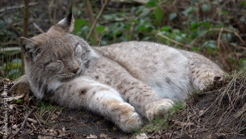 Eurasischer Luchs (Lynx lynx), schlafend photo