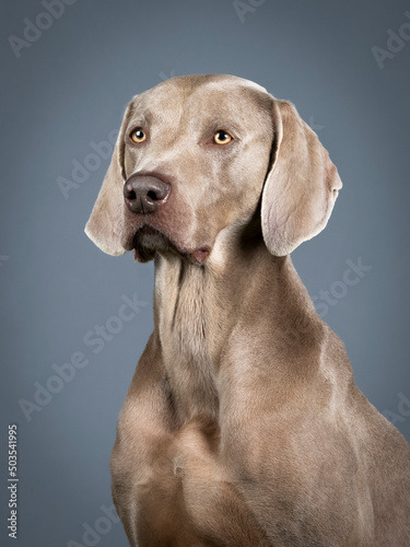 Portrait of a Weimaraner in a photography studio  © xyo33