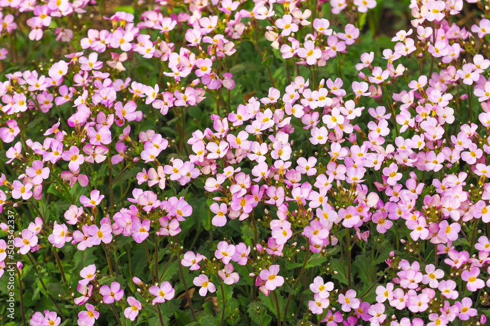 Naklejka premium Spring blooming lawn. Pink flowers arabis or Arabis alpina, top view