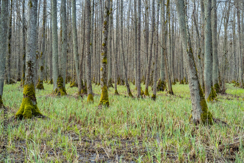 swamp tourist trail. spring in Sloka Lake walking trail. Latvia. Landscape. Baltic. Soft focus photo