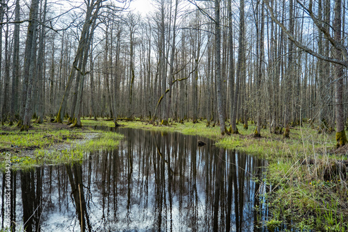 swamp tourist trail. spring in Sloka Lake walking trail. Latvia. Landscape. Baltic. Soft focus.