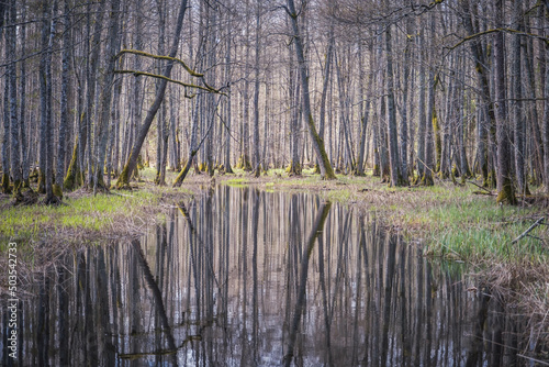 swamp tourist trail. spring in Sloka Lake walking trail. Latvia. Landscape. Baltic. Soft focus.