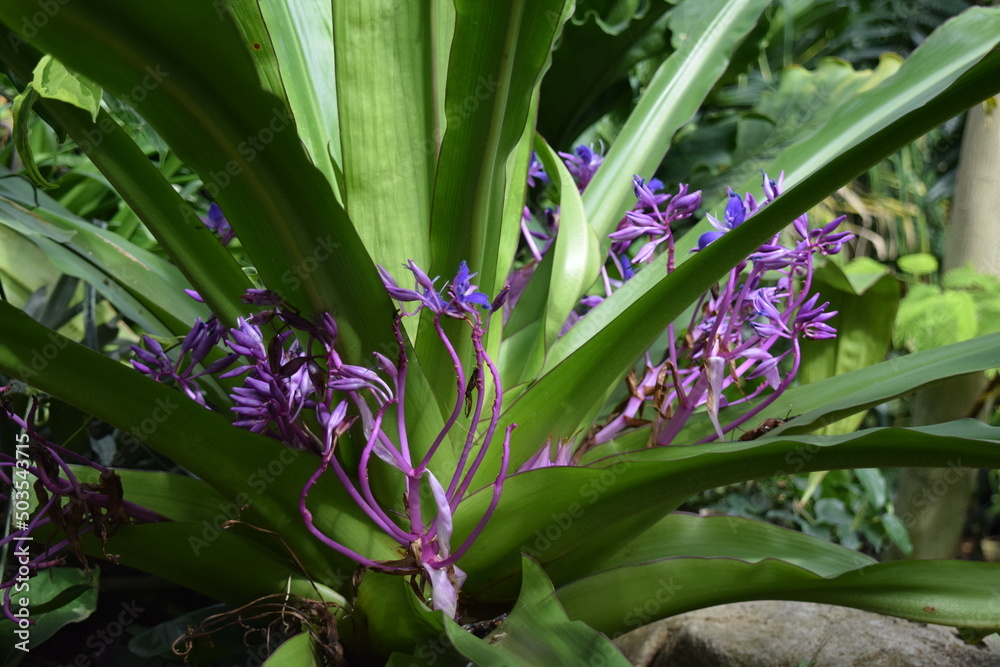 Fototapeta premium Purple flowers