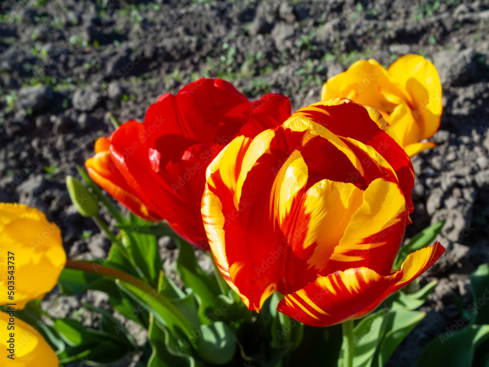 Colorful tulip flowers bloom in the open field. Tulip flowers backgrounds. Flowers in spring. Flower landscape. Colorful tulip flowers bloom in the open field. Tulip flowers backgrounds. Flowers in spring. Flower landscape.