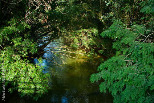 river in the middle of the forest with many trees
