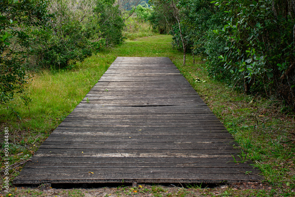 wooden path in a park
