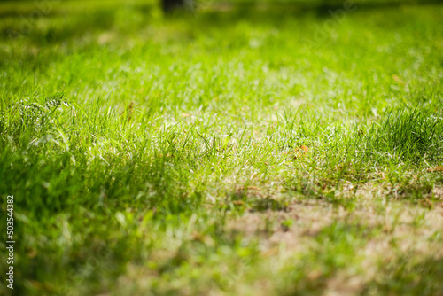 Wallpaper Mural Green lawn on bright, warm, sunny summer day. Torontodigital.ca