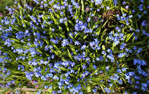 Bright blue background of flowers. Scilla siberica flowers in full bloom at the Botanical Garden. Front top photo