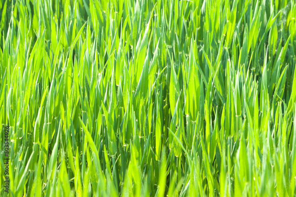 Green Grass Sunlit in Springtime Green Grass Sunlit in Springtime