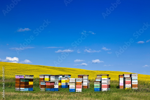 Cuadro en lienzo Honey Beehives and Canola field, Pembina Valley, Manitoba, Canada
