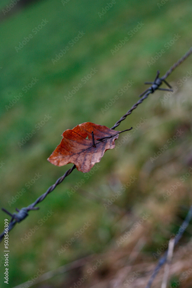 Obraz premium Herbstblatt aufgespießt auf den Stachel eines alten Stacheldrahtzaunes