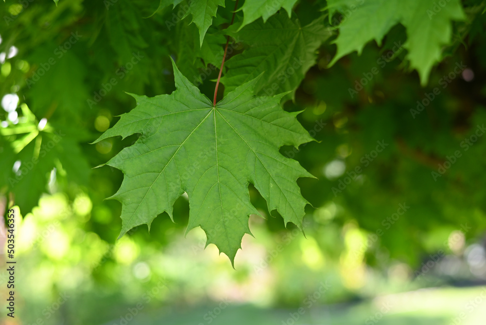 Summer or spring green maple leaves on a twig in the forest close up. Summer or spring green maple leaves on a twig in the forest close up.