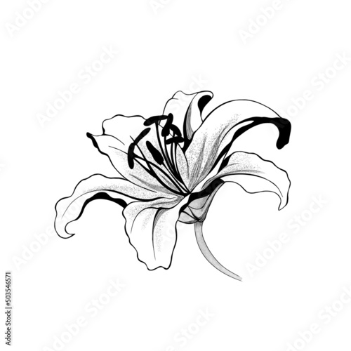 beautiful monochrome black and white bouquet lily isolated on background. Han...