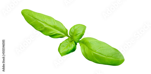 Basil, one green leaf, isolated on white background with clipping path, element of packaging design. Full depth of field.