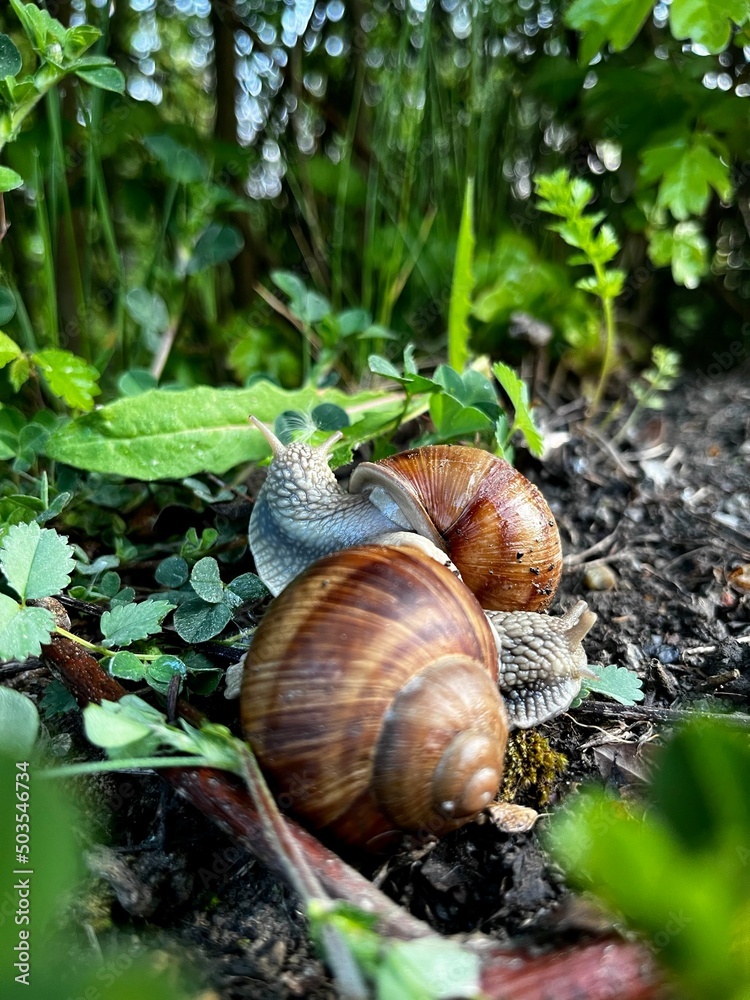 snail on a leaf snail on a leaf