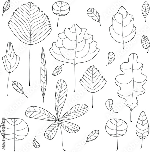 Vector illustration of leaves in a scandinavian style. Light set of a different shapes of hand drawn tree leaves.