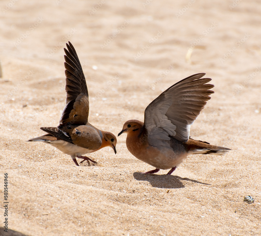 Fototapeta premium A pair of Zenaida doves fighting on the beach