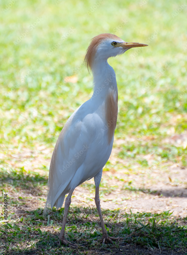 A portrait of a Cattle Egret A portrait of a Cattle Egret