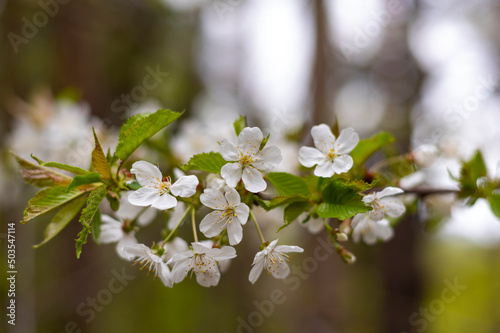 White cherry blossom flowers. Close up photo