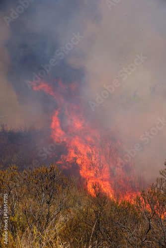 Tongues red flame and burning dry yellowed grass in smoke. © freeman83