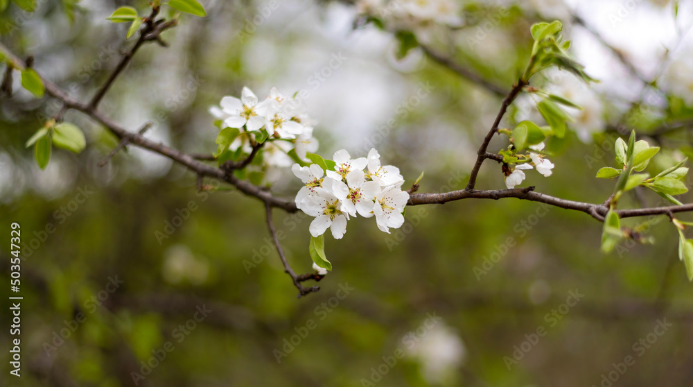 White cherry blossom flowers. Close up photo