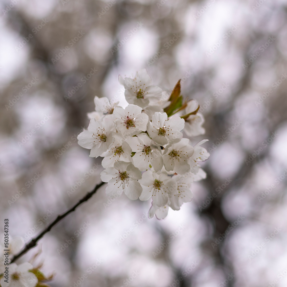 White cherry blossom flowers. Close up photo White cherry blossom flowers. Close up photo