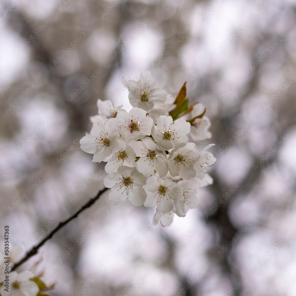 White cherry blossom flowers. Close up photo