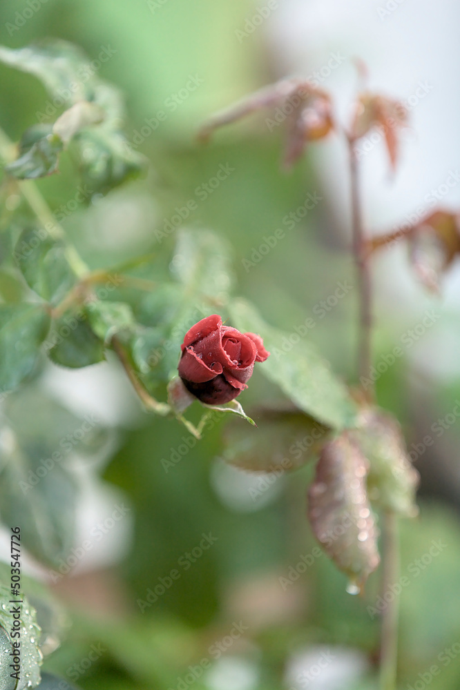 Einzelne geschlossene Blüte einer Rose im Garten mit Hintergrundunschärfe Bokeh Einzelne geschlossene Blüte einer Rose im Garten mit Hintergrundunschärfe Bokeh