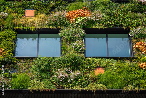 Windows and the wall of green, modern sustainable building covered with variety of plants