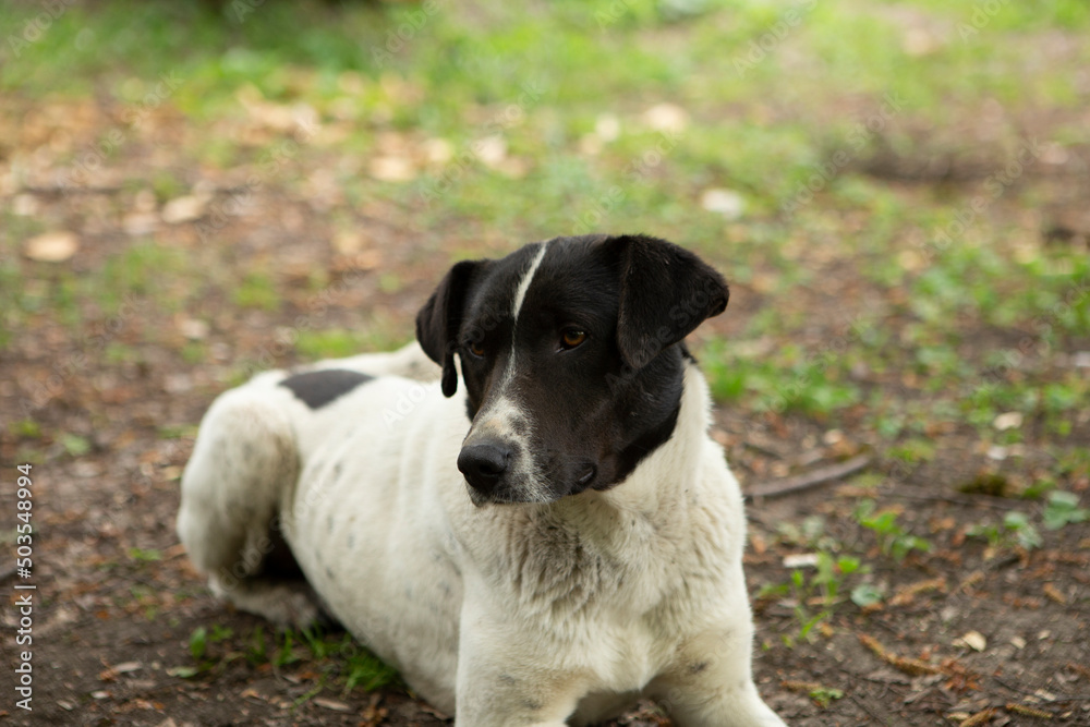 white and black dog sitting on grass