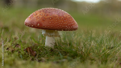 Fly Garrett mushroom in a field close up