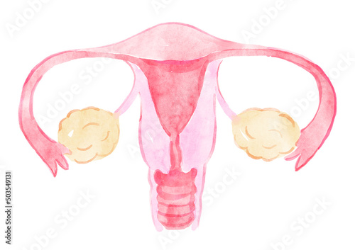 Watercolor anatomical illustration of uterus. Hand-drawn illustration isolated on the white background