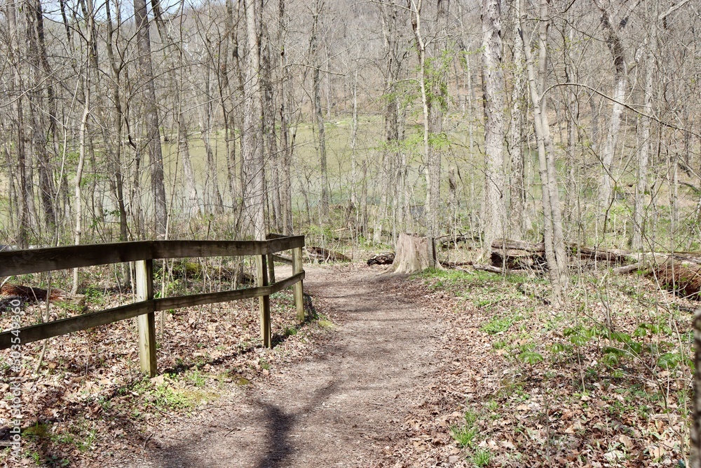 The empty hiking trail in the forest on a sunny day.