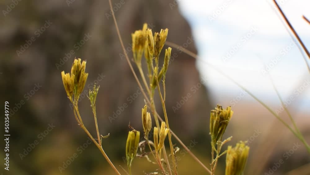 Summer alpine meadow with colorful wildflowers. Camera moves among grass and colorful flowers, backlight, sunset. Summer alpine green flora background