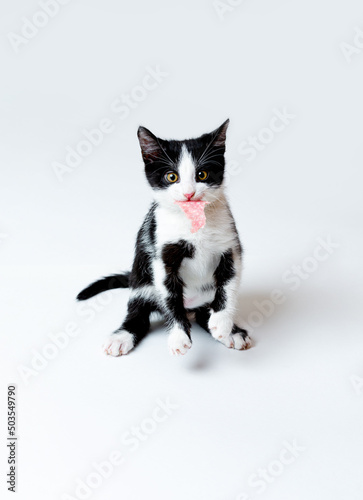 The kitten holds a piece of sausage in his teeth. White background