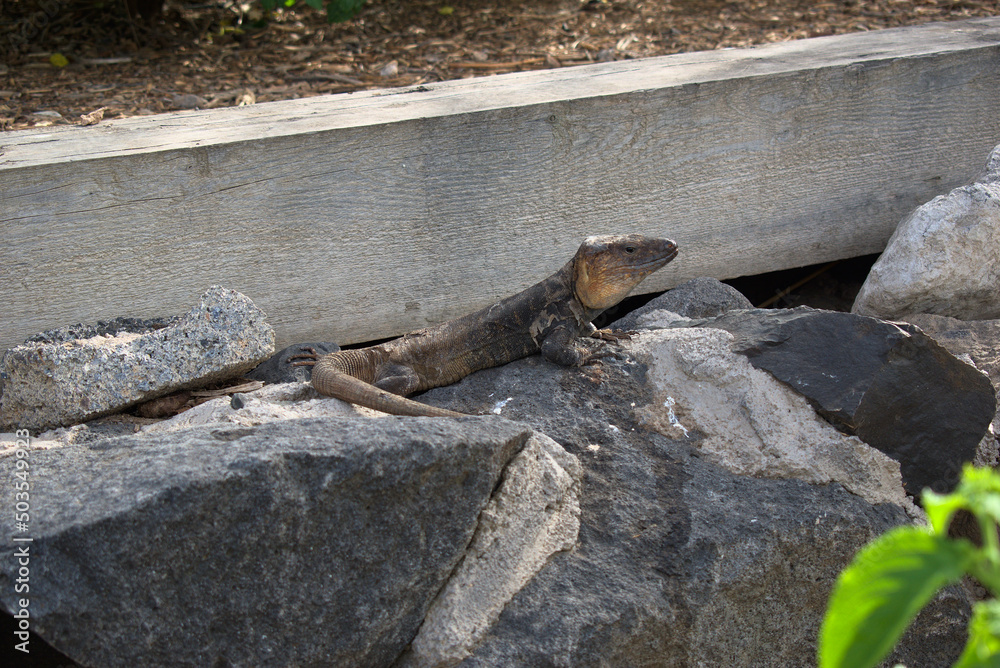 Gallotia stehlini. Gran Canaria giant lizard Gallotia stehlini. Gran Canaria giant lizard
