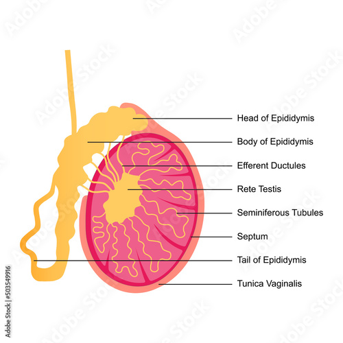 Scientific Designing of Testicle Anatomy. The Organ That Produces Sperm. The Male Reproductive Cell. Colorful Symbols. Vector Illustration. photo