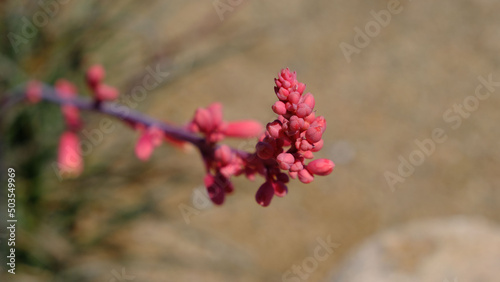 Shallow focus selective shot of red yucca flowering succulen photo