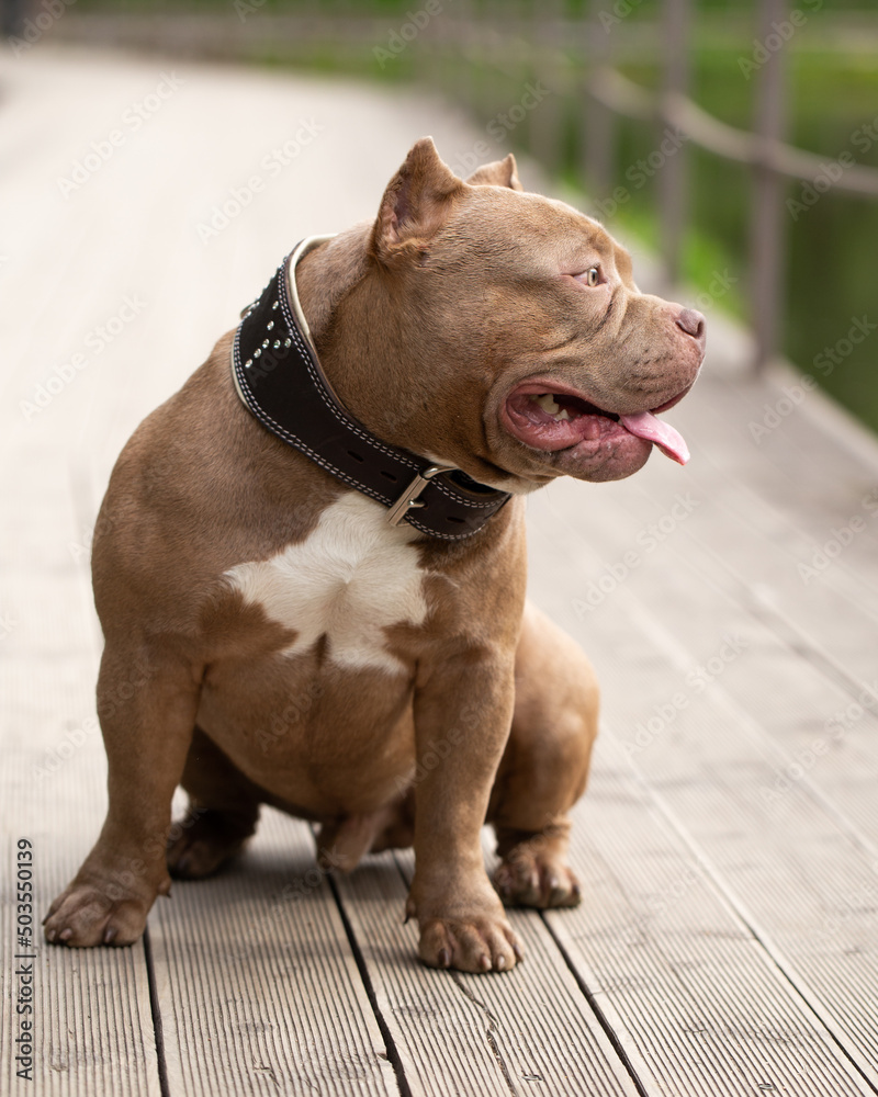 A dog of the American Bully breed sits on the park path and looks away. Portrait of a dog in a summer park