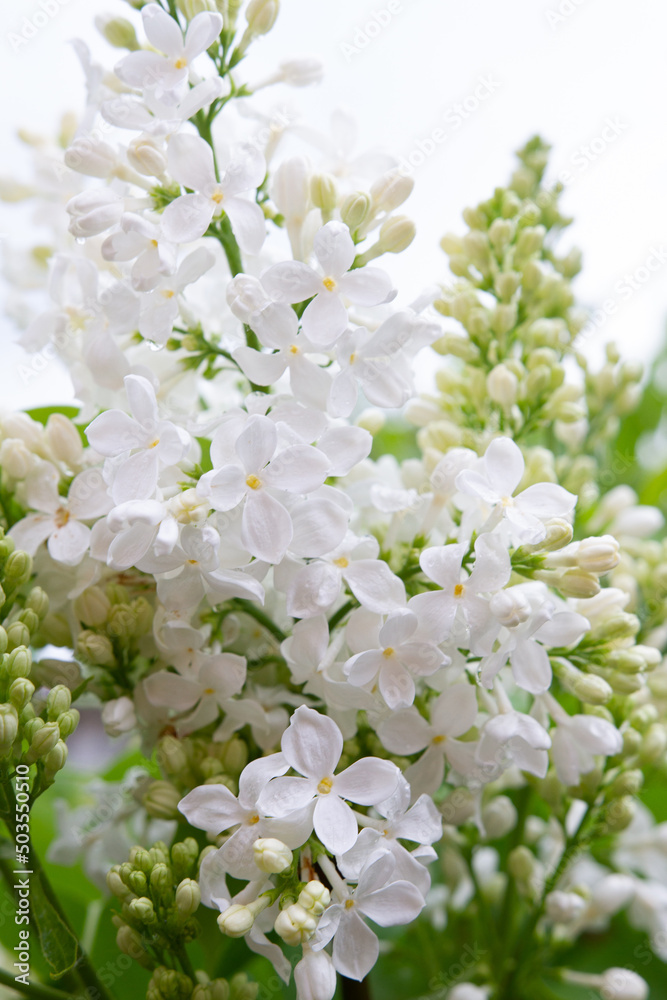 tree blossom. Flowering white lilcal. White little flowers tree blossom. Flowering white lilcal. White little flowers