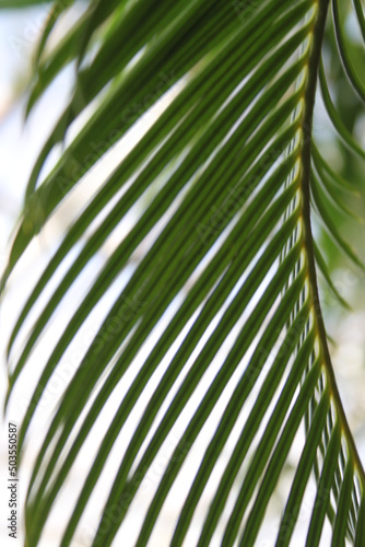 palm tree leaf